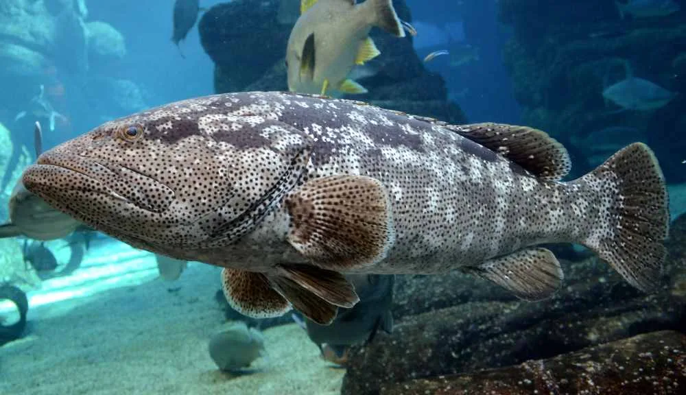 Aquaculture - Grouper