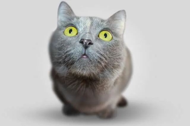 Cat Psychology Course Online.