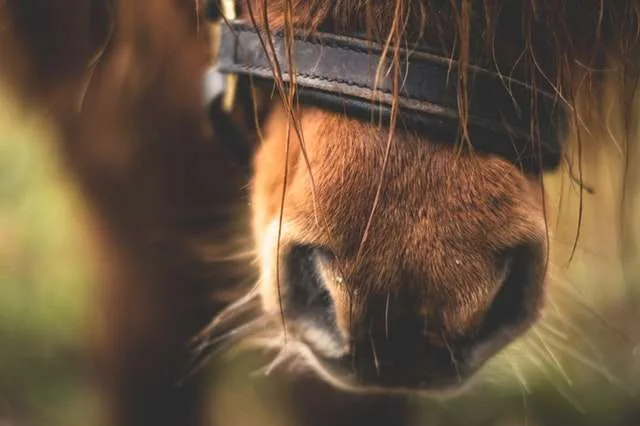 From the horses mouth.