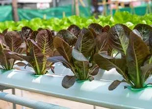 Hydroponics online