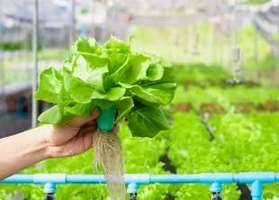 Aquaponics Course Online.