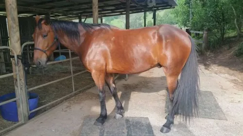 Horse Care II: Equine Herd Health Management Online Course