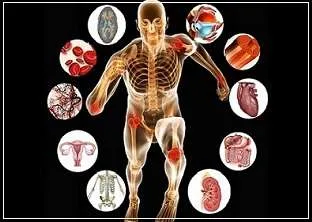 Human Physiology