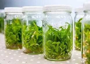 Plant tissue culture course.