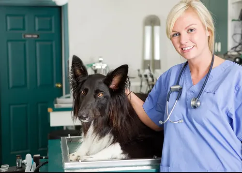 Animal Health Care