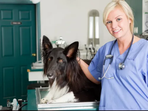 Animal Health Care
