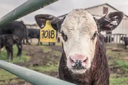 Calf Rearing Online Course