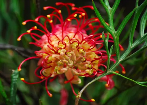 Australian Natives A (Introduction) Online Course