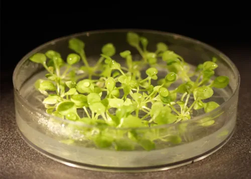 Biochemistry C (Plant Biochemical Processes) Online Course