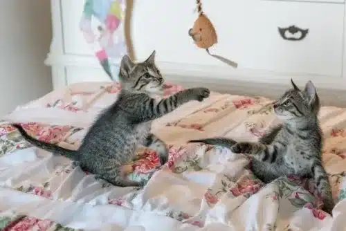 Cat Psychology and Training Course Online