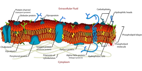 Cell Biology Online Course