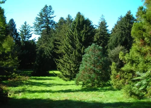 Conifers Online Course
