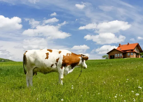 Permaculture C (Animals) Online Course