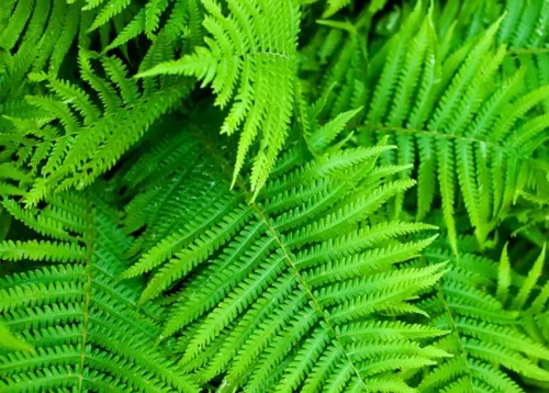Ferns Online Course