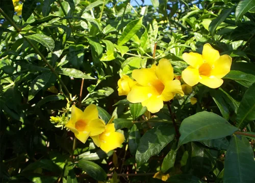 Greenhouse Cut Flowers Online Course