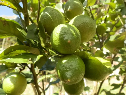Home Fruit Growing