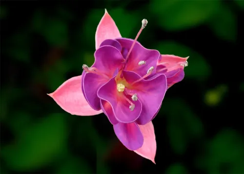 fuchsia