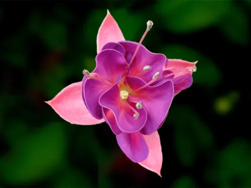 fuchsia