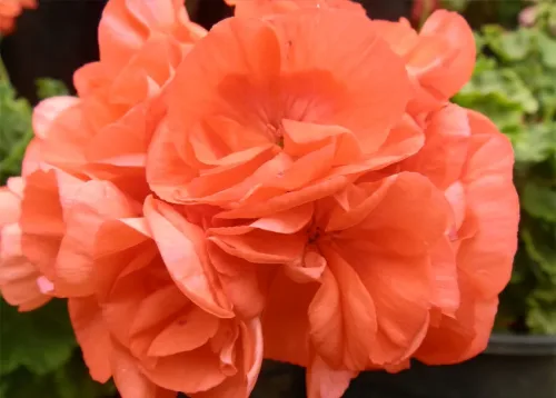 Geraniums & Pelargoniums Online Course