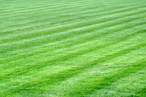 Beautiful green mown grass.