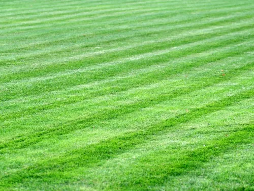 Beautiful green mown grass.