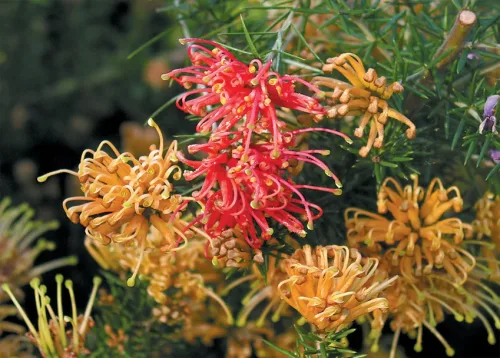 Growing Grevilleas Online Course