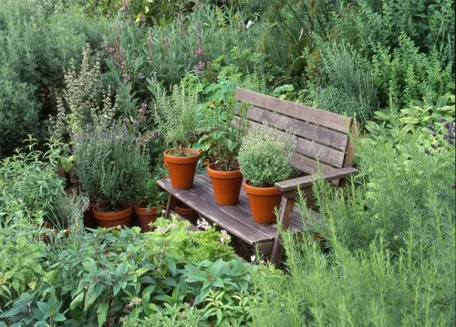 Permaculture B (Plants for Permaculture) Online Course