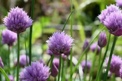 Grow herbs with out Introduction to Herbs course online.