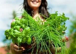 Herb Production