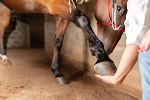 Caring for a horses hooves.