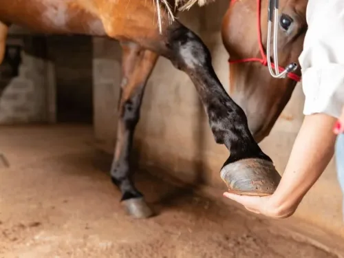 Caring for a horses hooves.