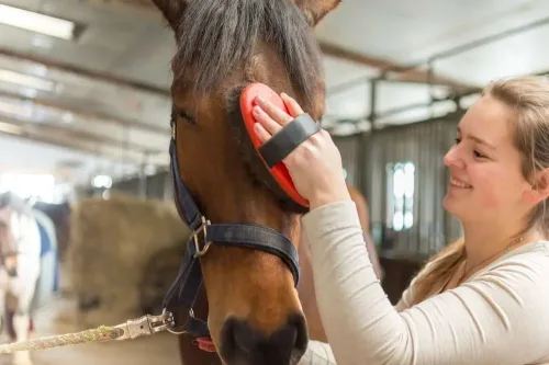 Equine Studies