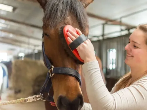 Equine Studies