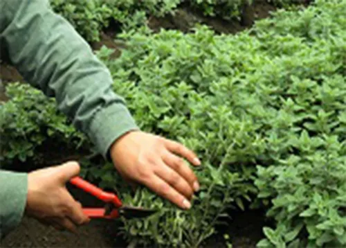 Amenity Horticulture B