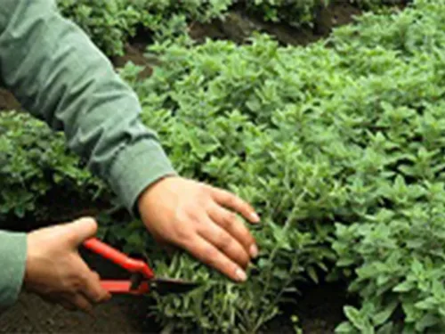 Amenity Horticulture B