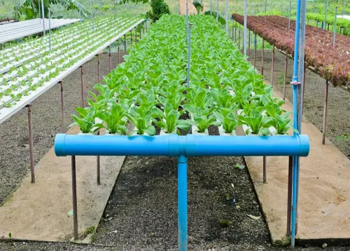 Hydroponics A (Introduction) Online Course