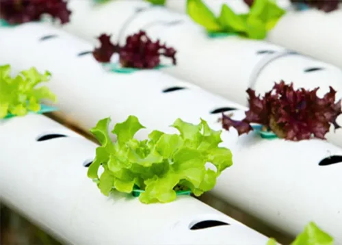 Hydroponics C (Advanced) Online Course