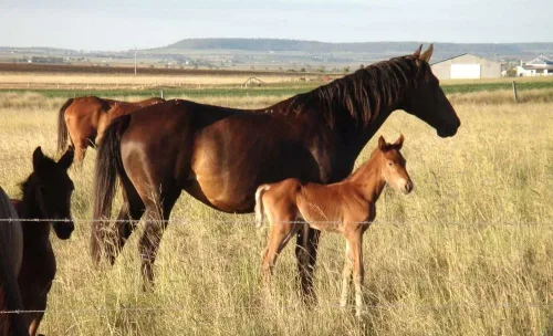 horse breeding course online.