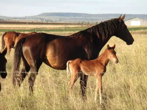 horse breeding course online.