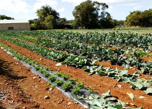 Commercial Organic Vegetable Growing Online Course
