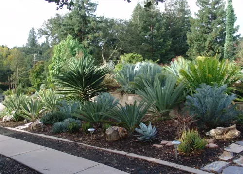 Palms & Cycads Online Course