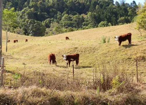 Pasture Management Online Course