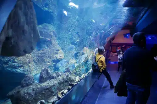 Visitors at a large aquarium.