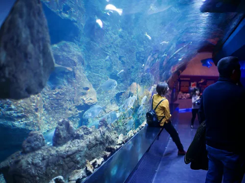 Visitors at a large aquarium.