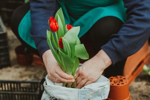 Learn to what to plant where course.