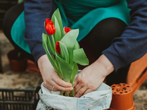 Learn to what to plant where course.