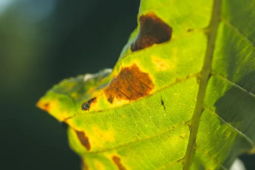 Study this plant pathology course to learn about plant diseases.