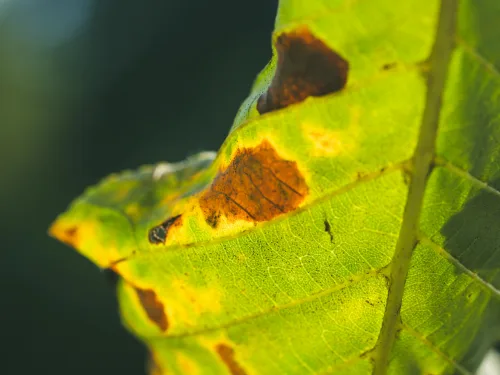 Study this plant pathology course to learn about plant diseases.