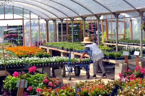 Start your own nursery with our plant nursery growers course.