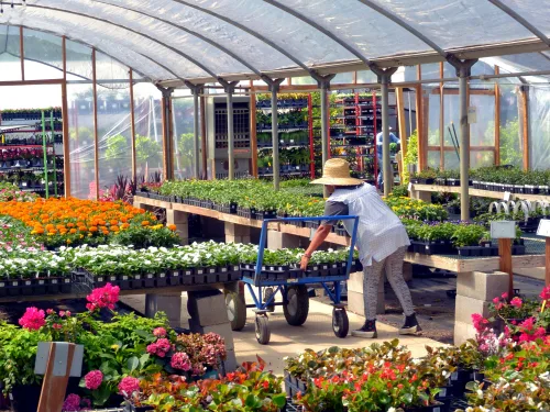 Start your own nursery with our plant nursery growers course.